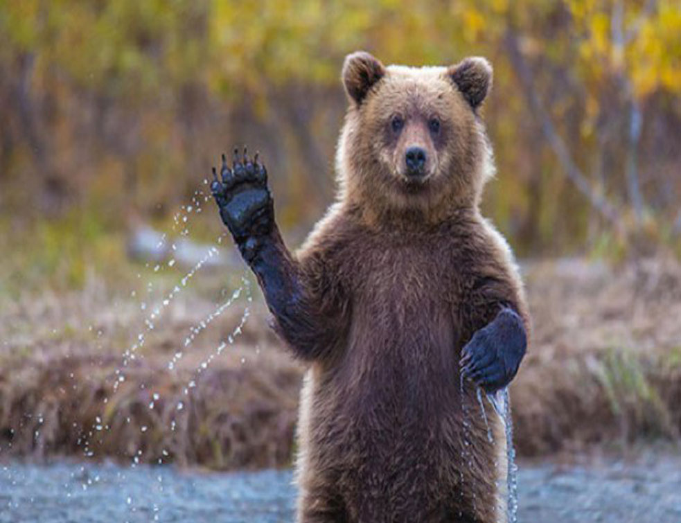 Medvedi u Rusiji ne hodaju ulicama - voze se isključivo na zadnjem sedištu automobila